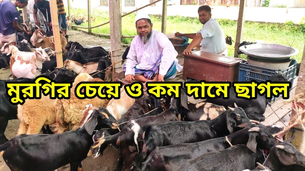 মুরগির চেয়েও কম দামে ছাগল পাবেন এই হাটে। কালামপুর ধামরাই ঢাকা।