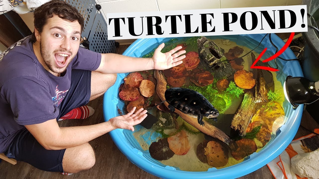 *NEW* DIY Mini TURTLE Pond!!!