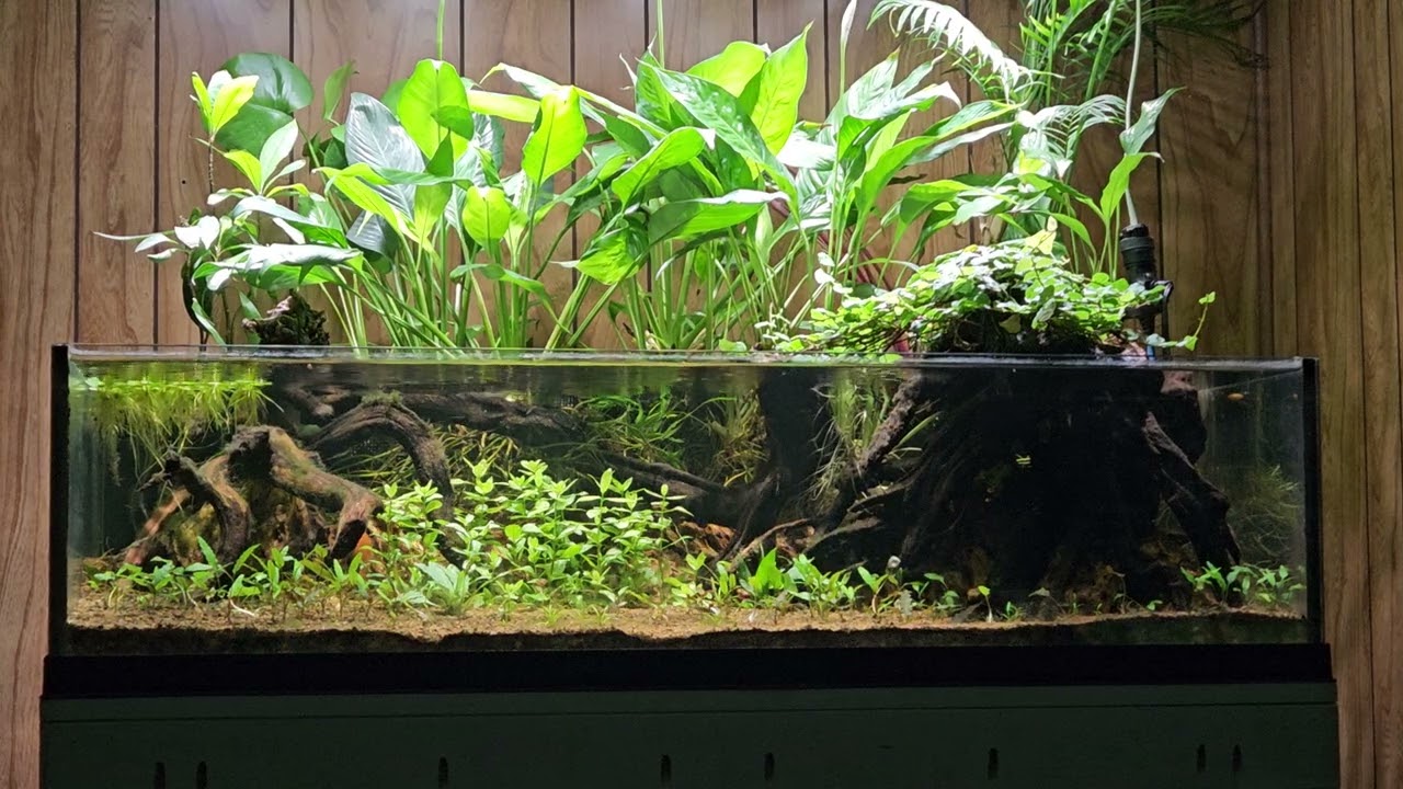 Shallow Riparium - Oct 2024