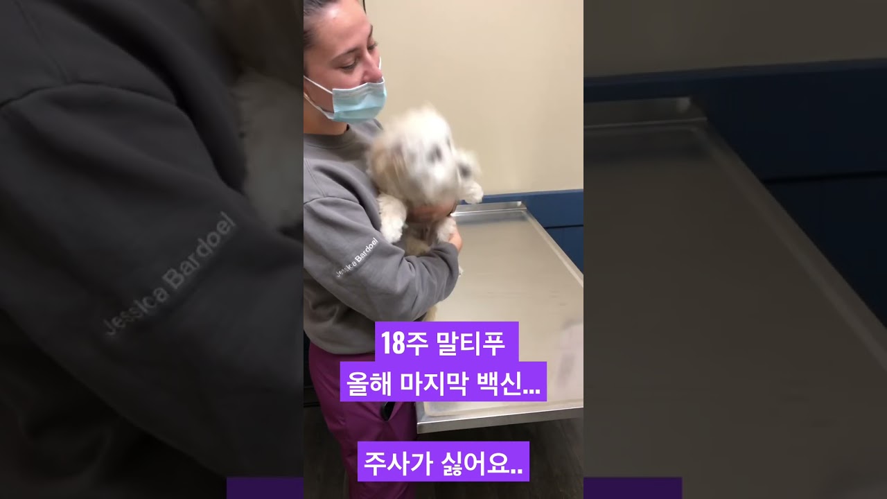 Puppy Crying after a vaccination shot