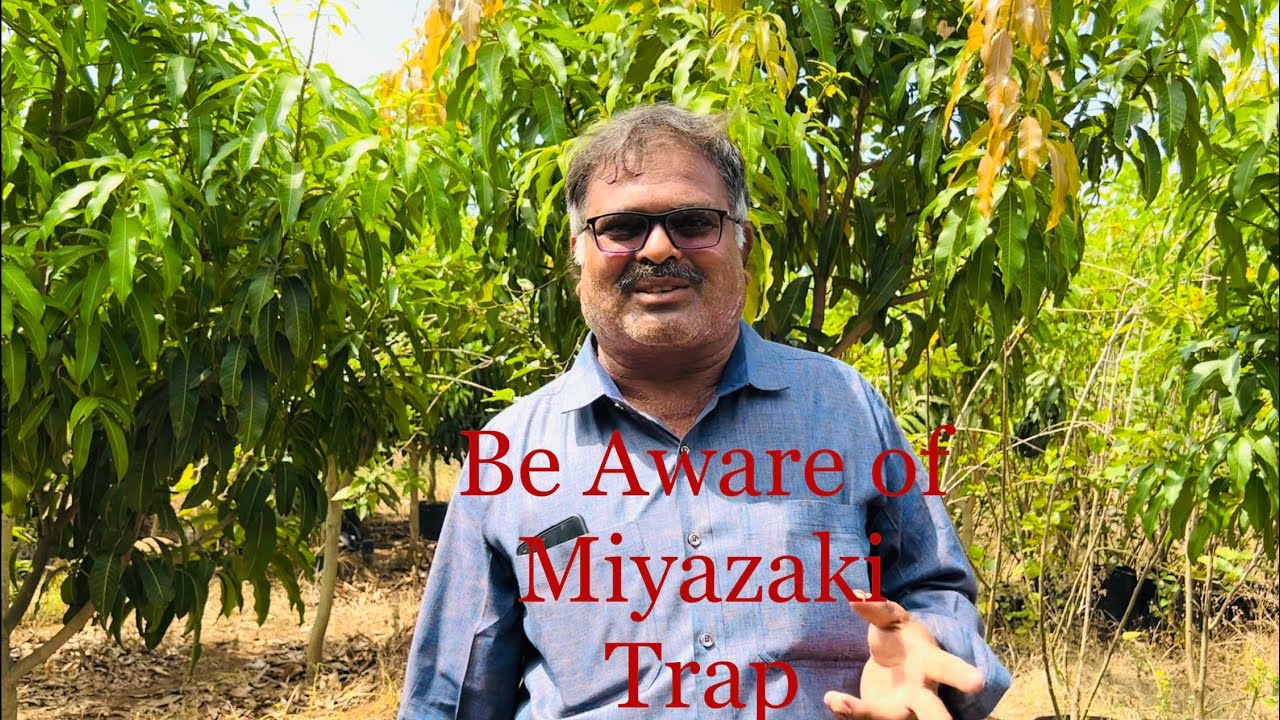 Miyazaki Facts ||Miyazaki Mango || Saptagiri Nursery || 7075858499|| Rajahmundry