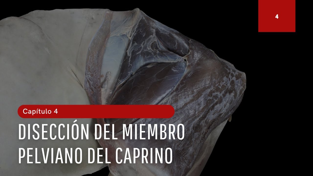 Cap&iacute;tulo 4: Disecci&oacute;n del miembro pelviano de caprino