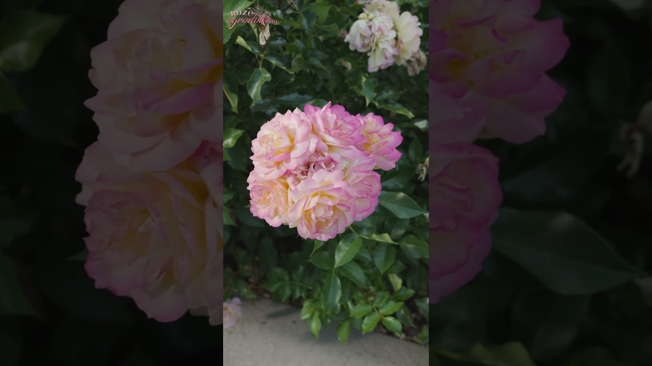 Lampion - świecąca r&oacute;ża, trzymająca wzrost, długo kwitnąca. Teraz w pełni drugiego kwitnienia.