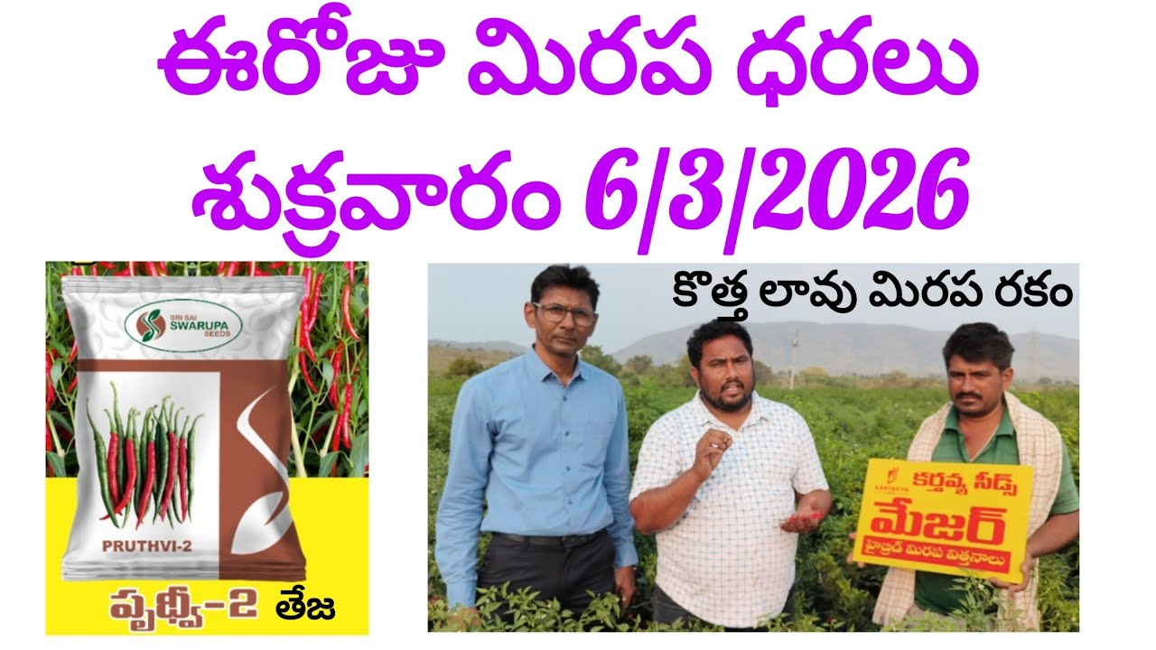 6/3/2026 శుక్రవారం మిరప రేట్లు పెరుగుతున్నాయి గాని రైతులు క్వాలిటీ మిరపకాయలు తీసుకొని రావడం లేదుlive