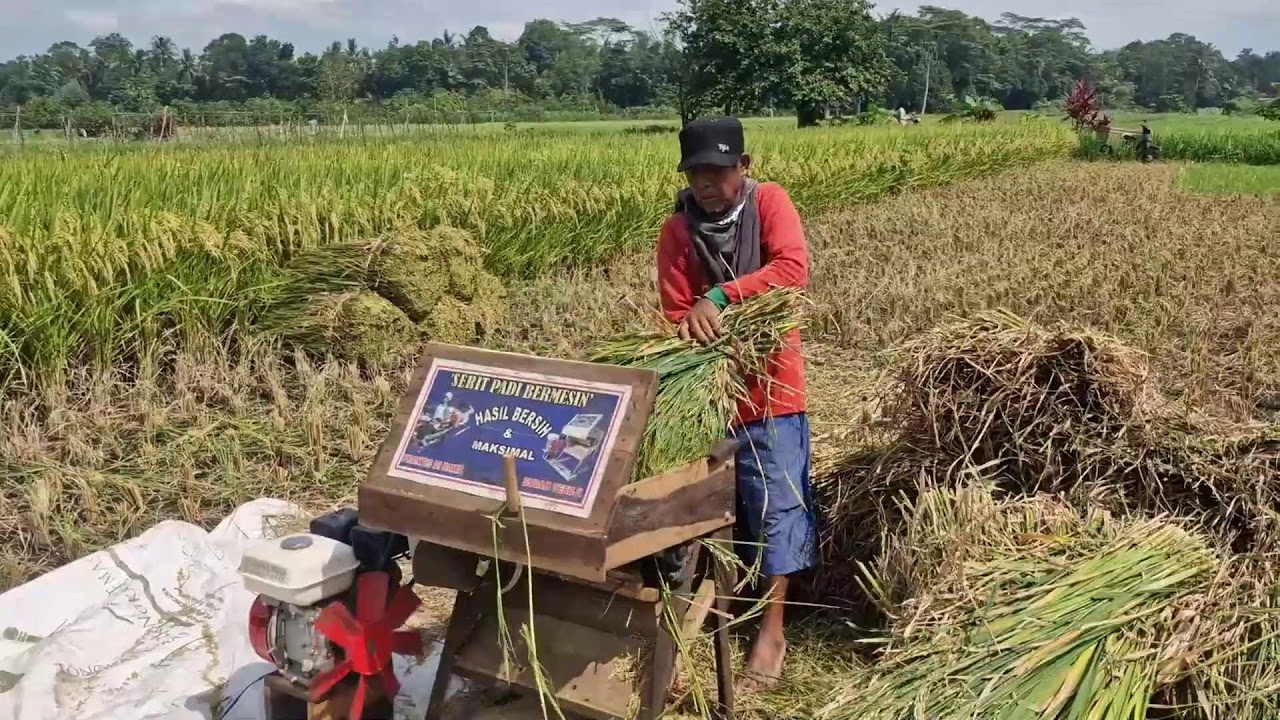 WATCH THIS SMART FARMER QUICKLY THRESH RICE USING AN INNOVATIVE THRESHER!-agriculture farming