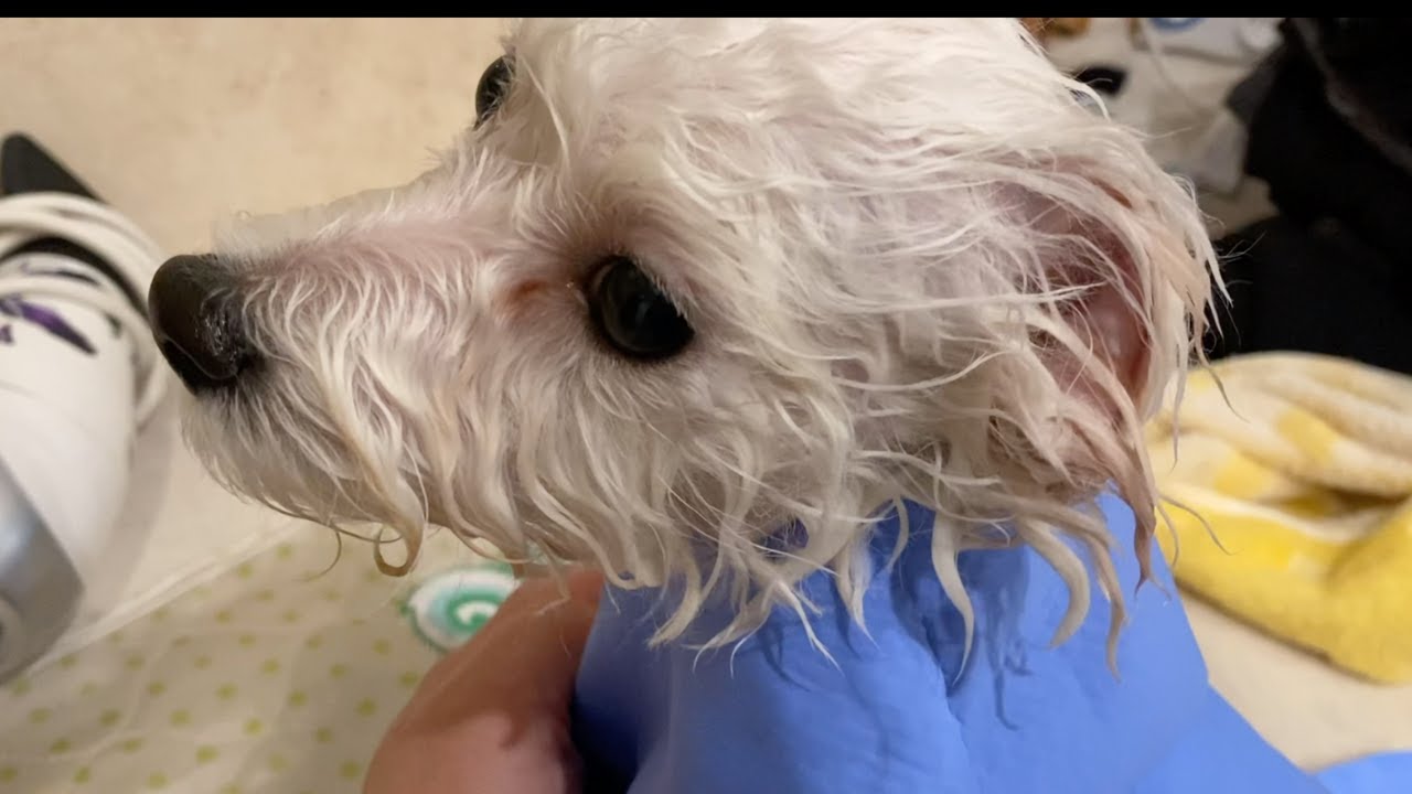 PIRMĄ KARTĄ MAUDOME &Scaron;UNIUKĄ. KAS NUTIKO? I&scaron;pakuojame naują gertuvę. Puppy first time bath