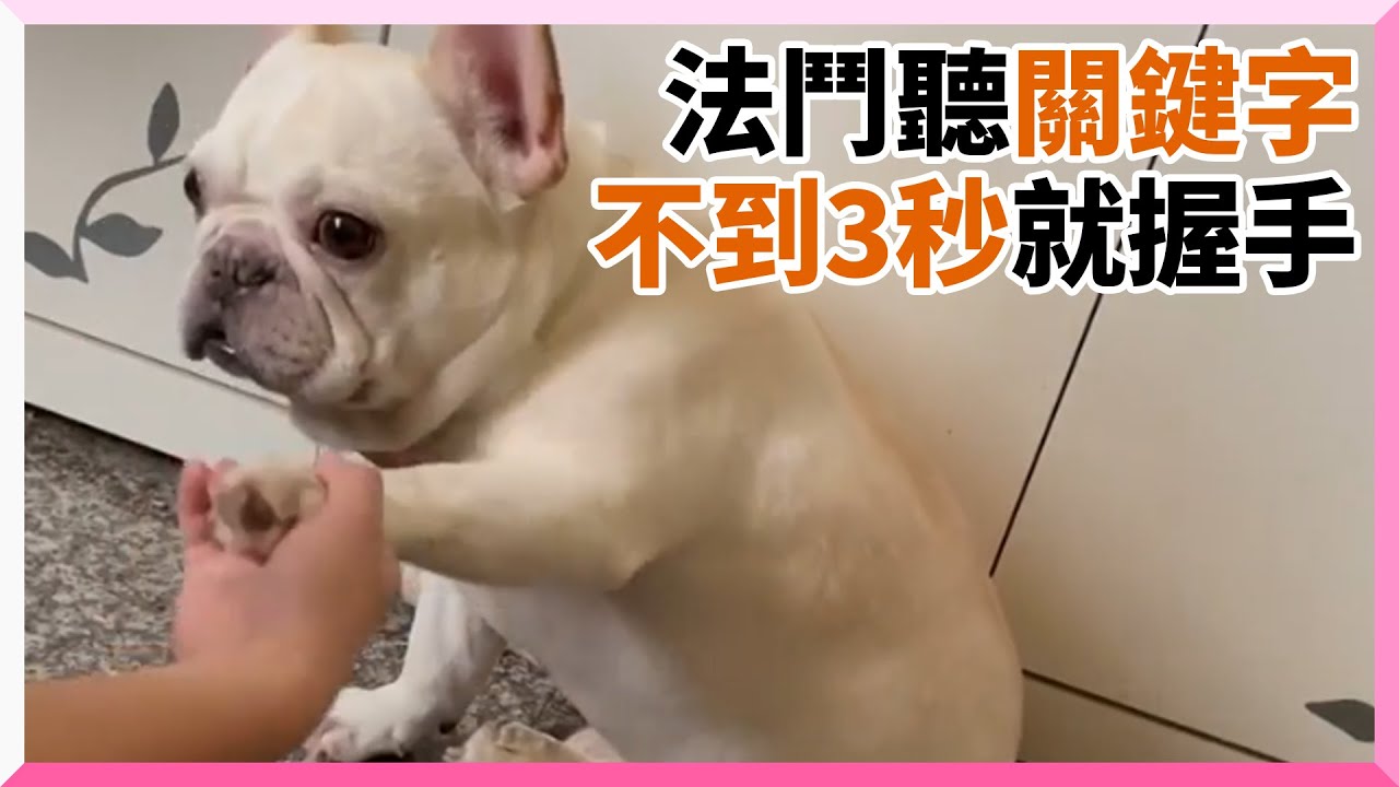 法鬥不理握手要求！飼主喊「數到3...」牠秒妥協｜寵物動物｜搞笑｜法國鬥牛犬｜關鍵字｜精選影片