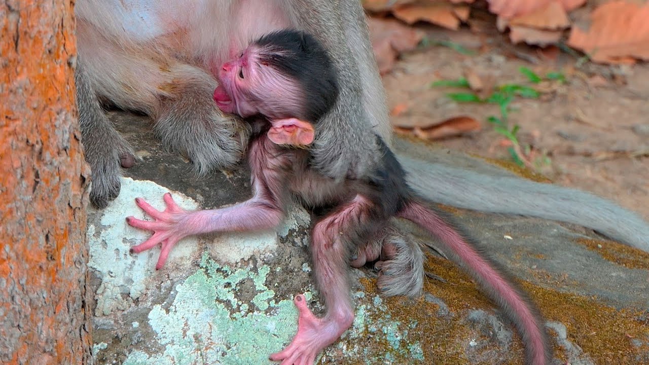 Why This Newborn Baby Keeps Whimpering Beside Its Mother While She Remains Calm and Unresponsive