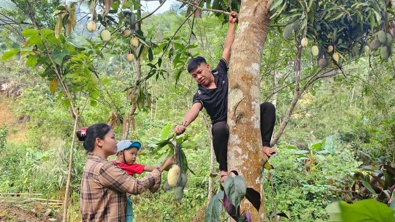 Harvest Green Mango Garden goes market sell - Cooking | Hà Tòn Chài