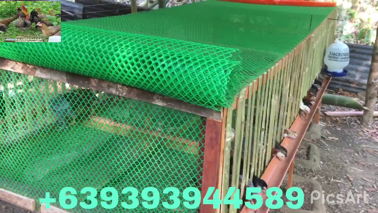 Chicken Cage @ Mary Poultry