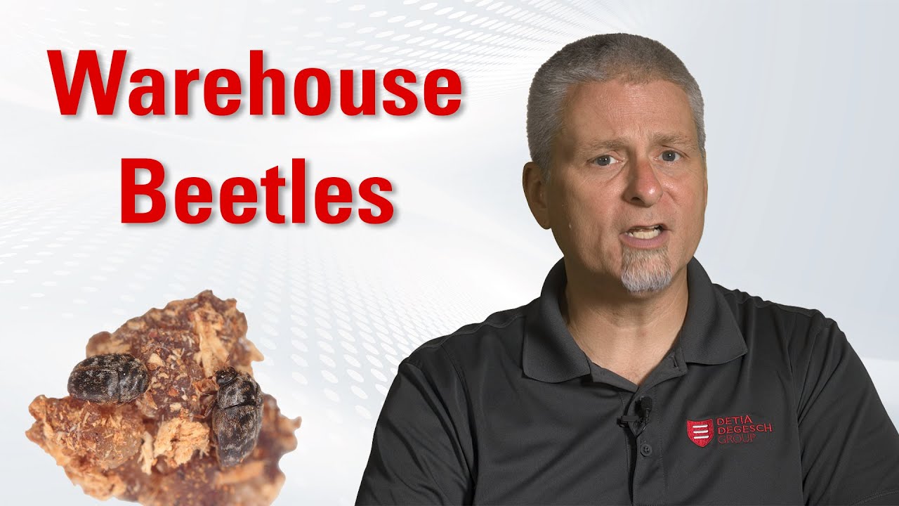 Stored Product Pests: Warehouse Beetle - Identification & Control | Degesch America