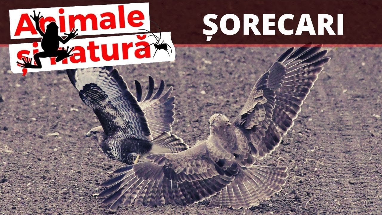 Sorecarul comun (Buteo buteo) - Pasari rapitoare de zi din Romania