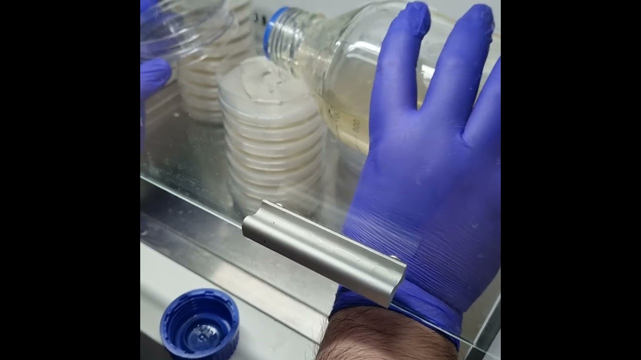 Como germinar esporas en placas petri con agar - Parte 1