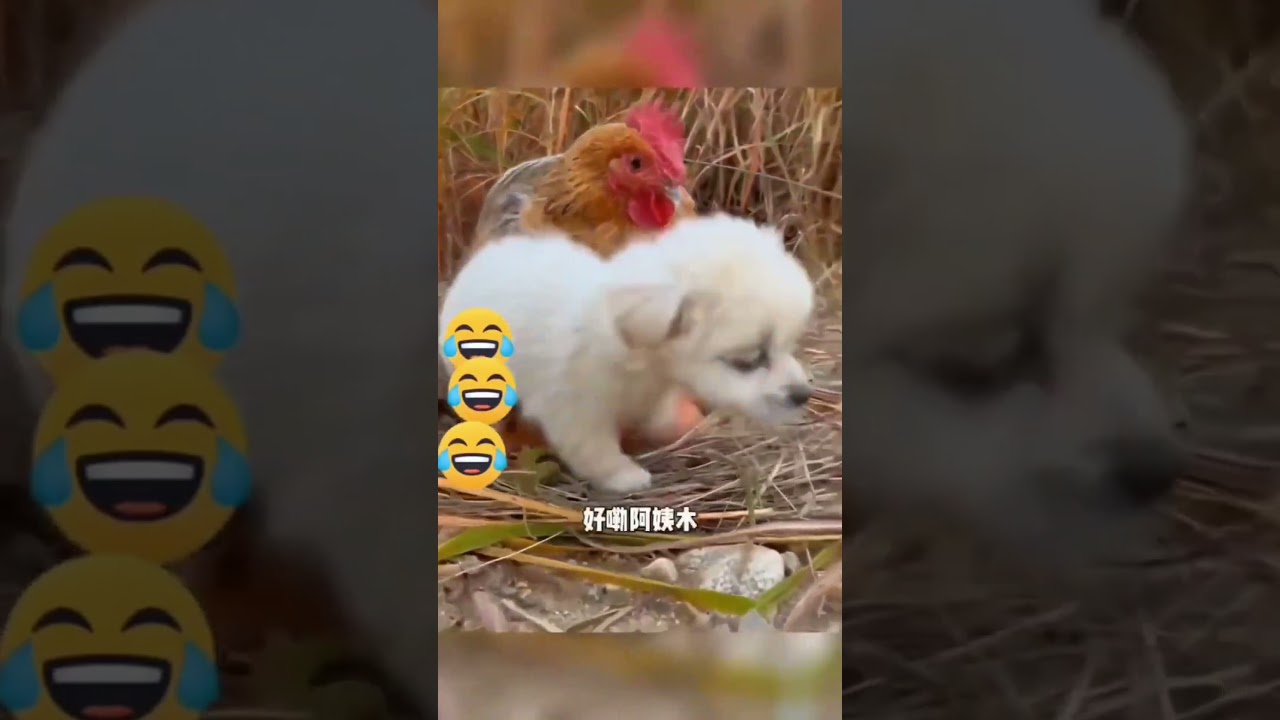 #doglove_#Animal rescue_#Pet Cuddles_#UnexpectedTalent_#Funny pets_#PetEntertainment_#PetC