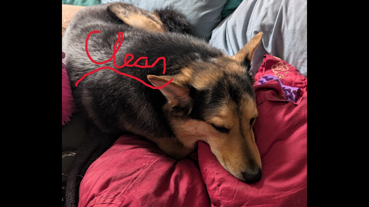 Washing the stinkiest service dog at home