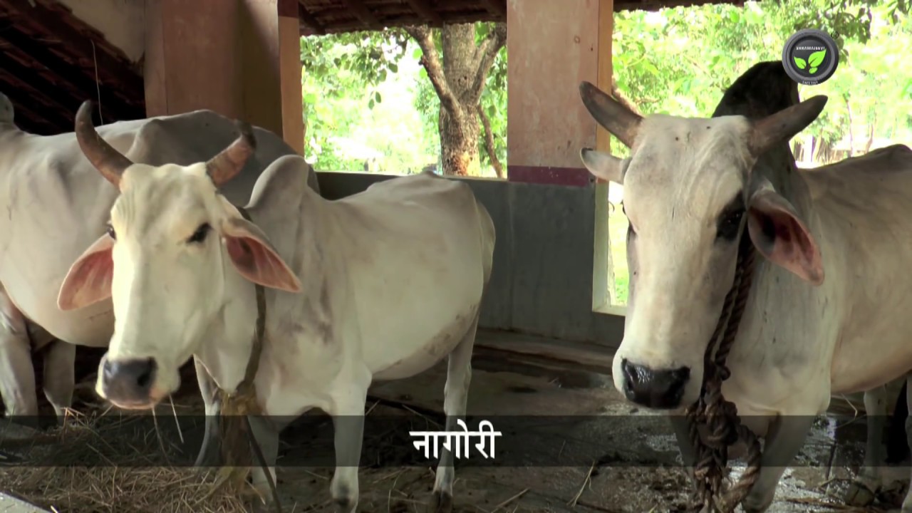 भारतीय गाय की भारवाही नस्लों – Draft Breeds of Indian Cow
