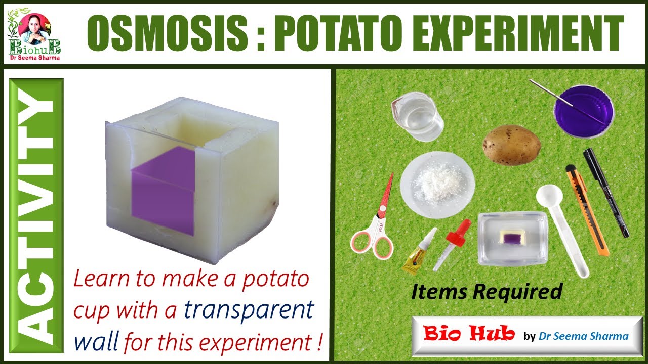 Make your own Osmometer : Osmosis: Potato Experiment