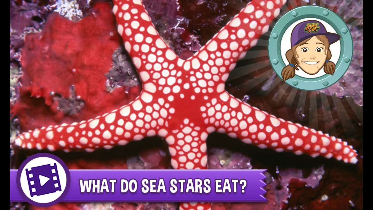 Animal Jam - Ask Tierney: What do sea stars eat?