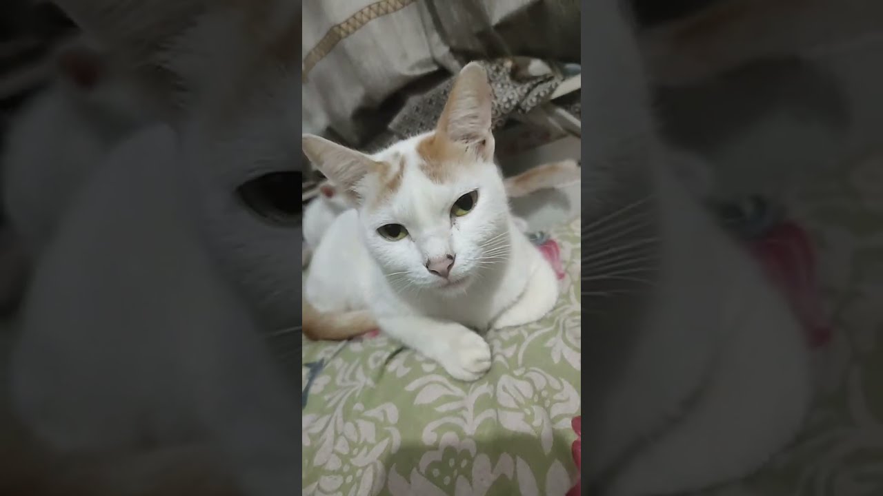 হেরে যাওয়া মানে সব শেষ হয়ে গেলো তা না ওই খানে থেকে অনেক কিছু শিক্ষার আছে 