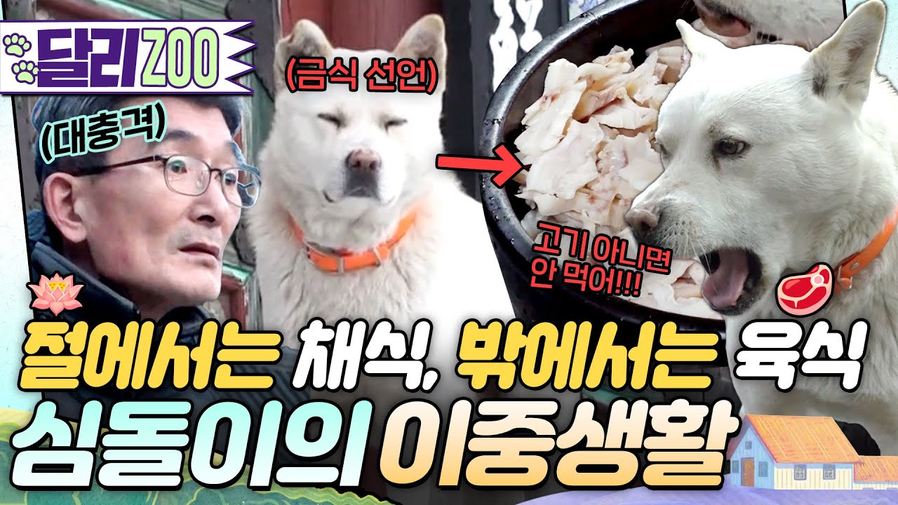 [🐕#달리ZOO] 어묵도 안 먹어요. 오로지 육전🥩 채식주의 犬보살 인줄 알았던 심돌이의 대반전 이중생활😅 #TV동물농장 #달리 #DALI
