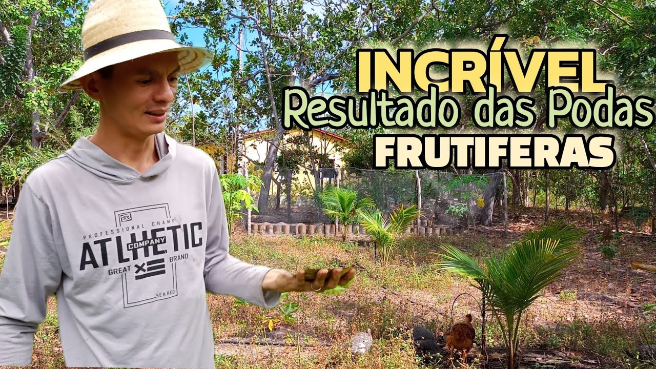 INCRÍVEL😱 RESULTADO DAS PODAS NOS PÉ DE FRUTA