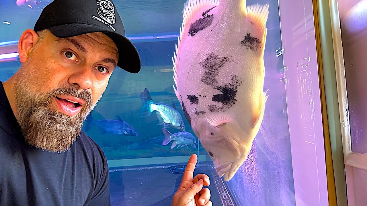 “Inside ASIA'S Most INSANE MONSTER FISH Collection!”