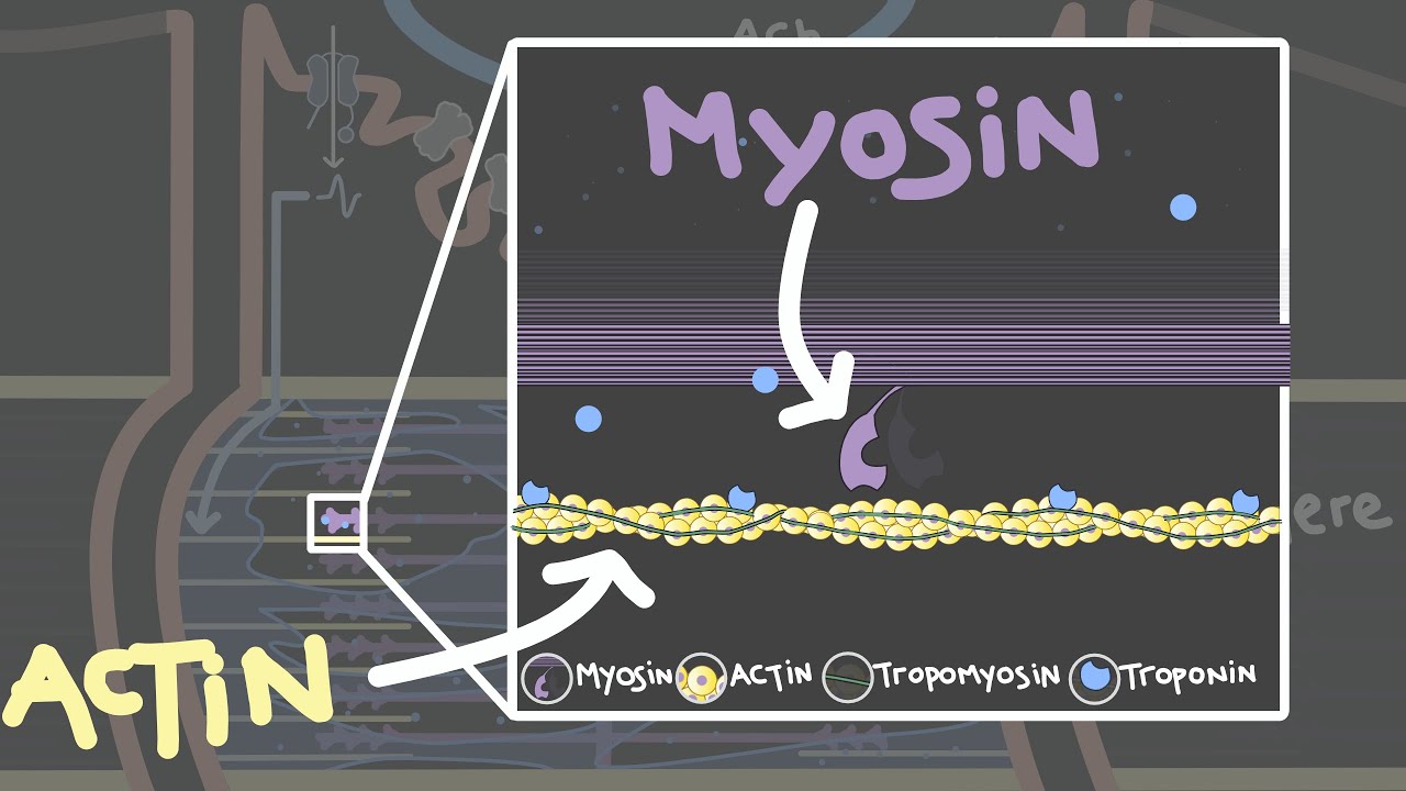 Cross-bridge cycle | Skeletal muscle contraction