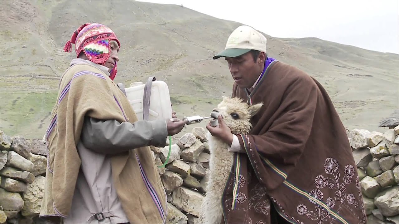 La alpaca: fuente de ingresos en Bolivia
