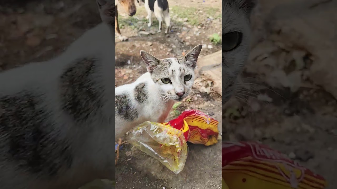 cat 😺 ka new video 