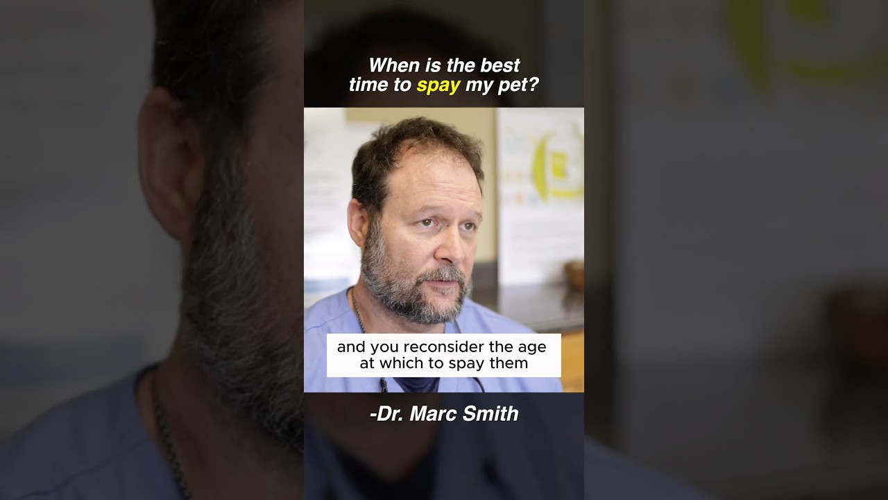 Spaying Your Dog: What Vets Don’t Tell You by Marc Smith, DVM, MS