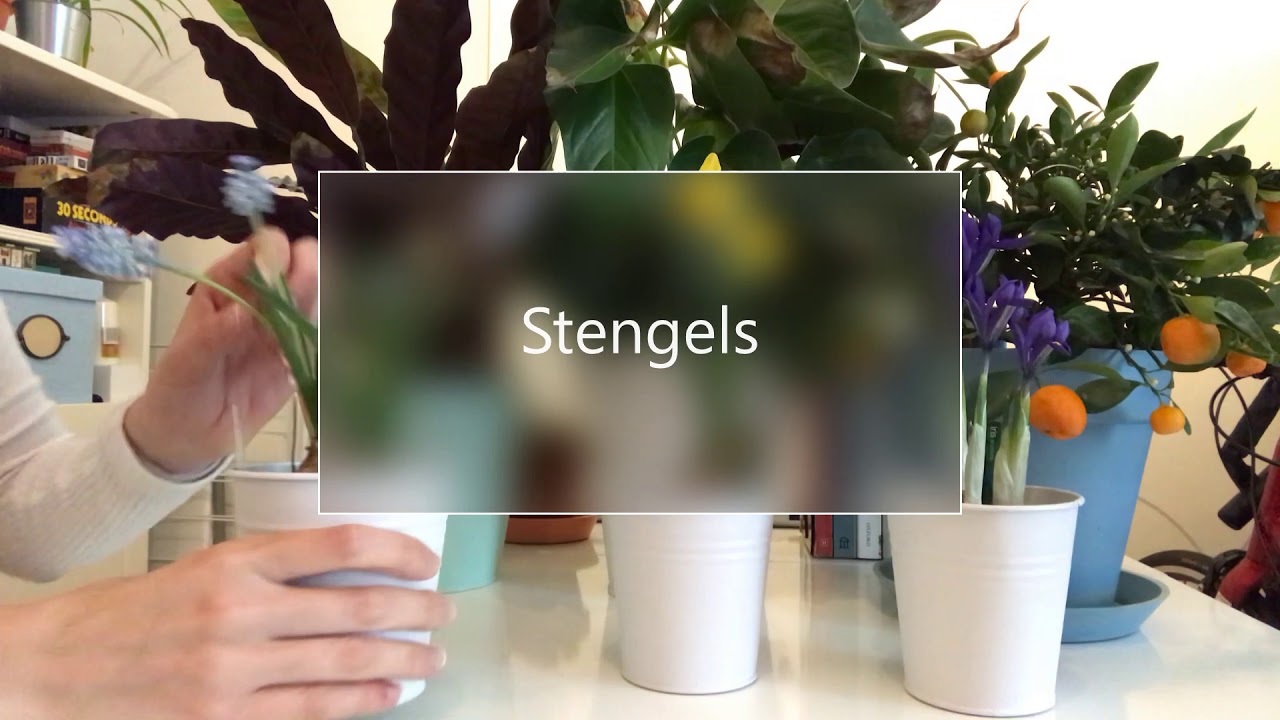 Klas 1: Planten bekijken (5.3)
