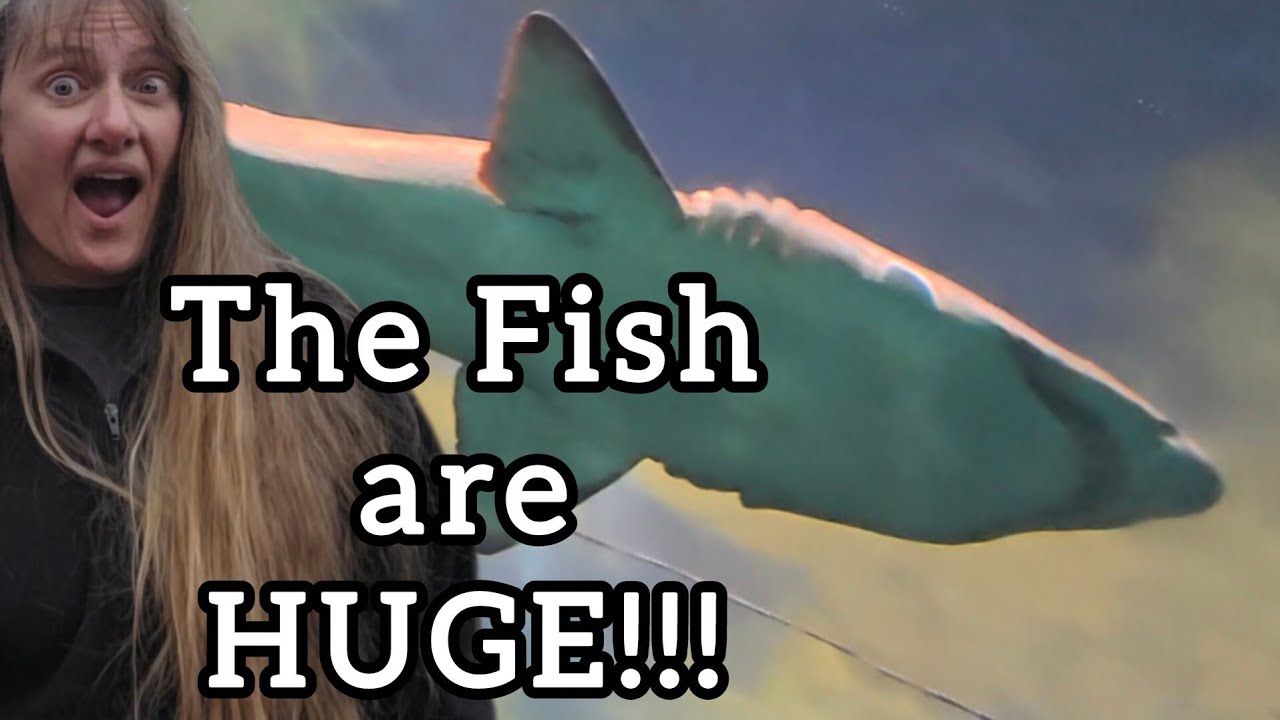 We Were Right Next To Sharks & Some of The Biggest Fish I Have Ever Seen