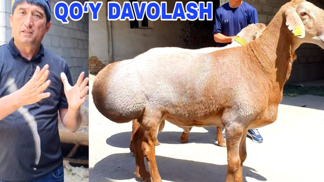 UY SHAROITIDA DAVOLASH USLUBIY QO'Y, BOQISH