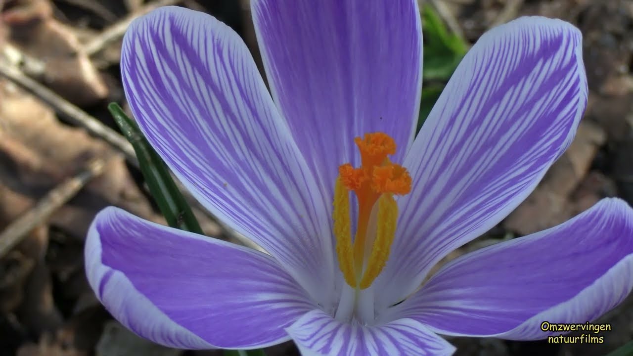 20260225 Vroege lentedag in De Heveringen