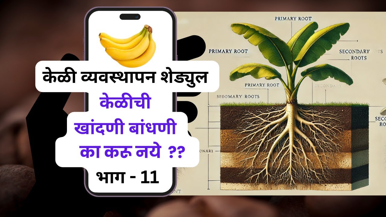 भाग - ११ - केळीची खांदणी बांधणी का करू नये  ?