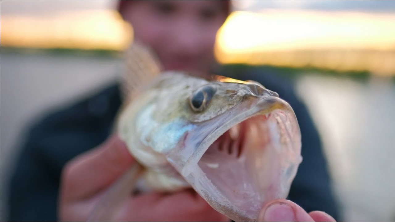 How do antibiotic-resistant bacteria impact fish and water ecosystems?