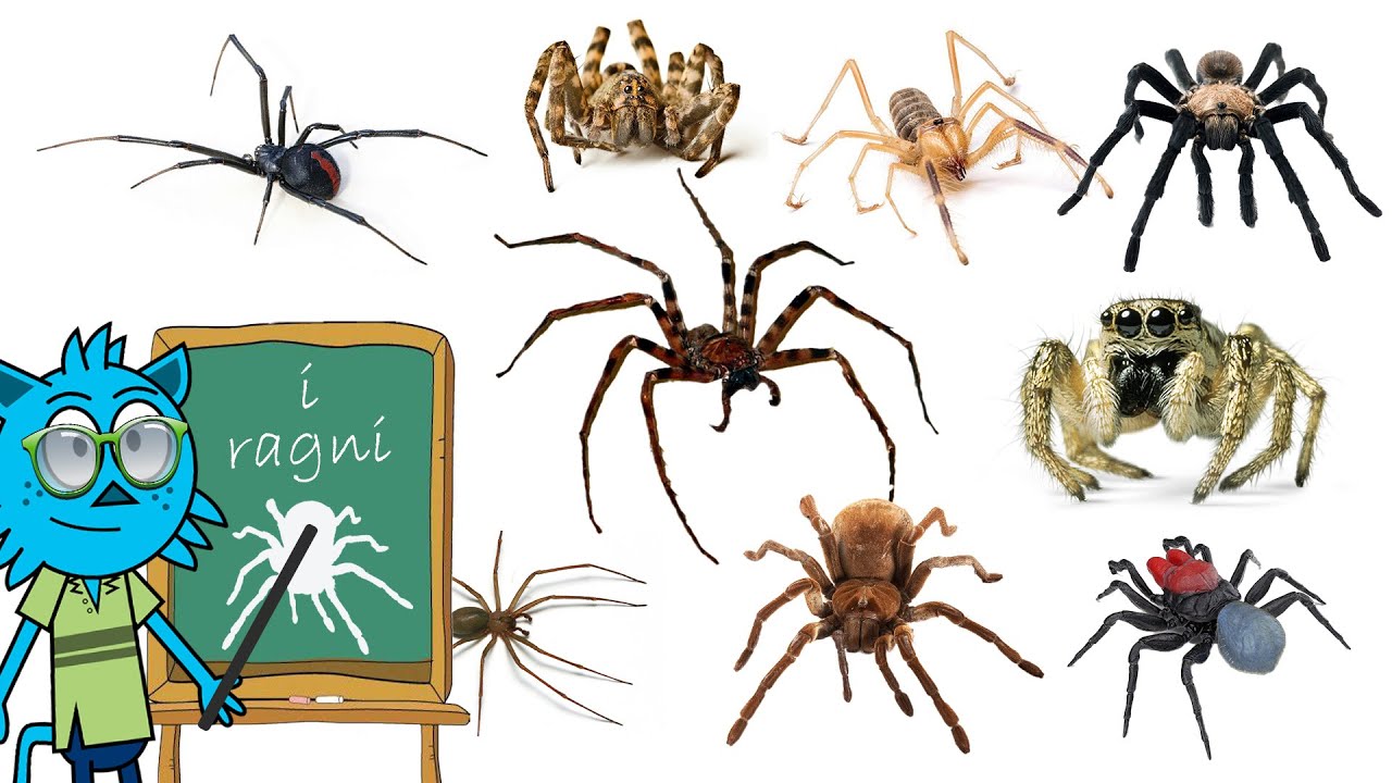 Tipi di Ragno e curiosit&agrave; 🕷️ | Video di apprendimento divertente ed educativo