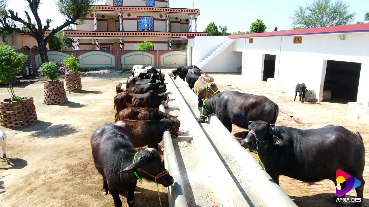 CHOUDHARY  JAVED || DERA || DERA CULTURL IN MIRPUR AZAD KASHMIR || PHARATI JATLAN ||