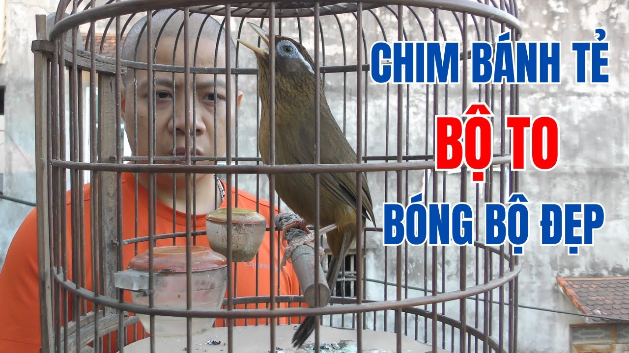 HM 5740 - Chim họa mi b&aacute;nh tẻ, chim thuần, bộ to, h&oacute;t tốt, b&oacute;ng bộ đẹp  | Hoạt Họa Mi