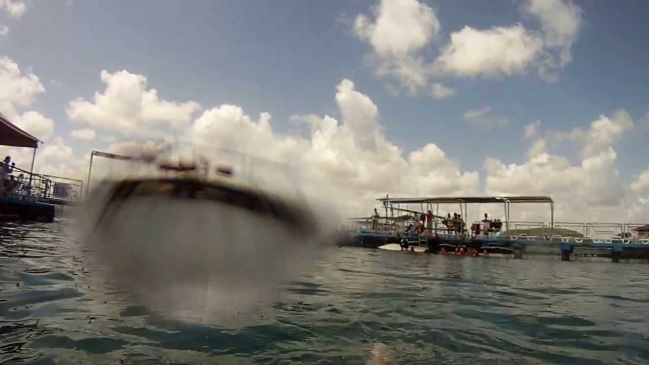 GoPro: Swimming with dolphins