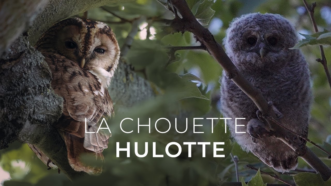 J'observe une Chouette Hulotte et ses petits