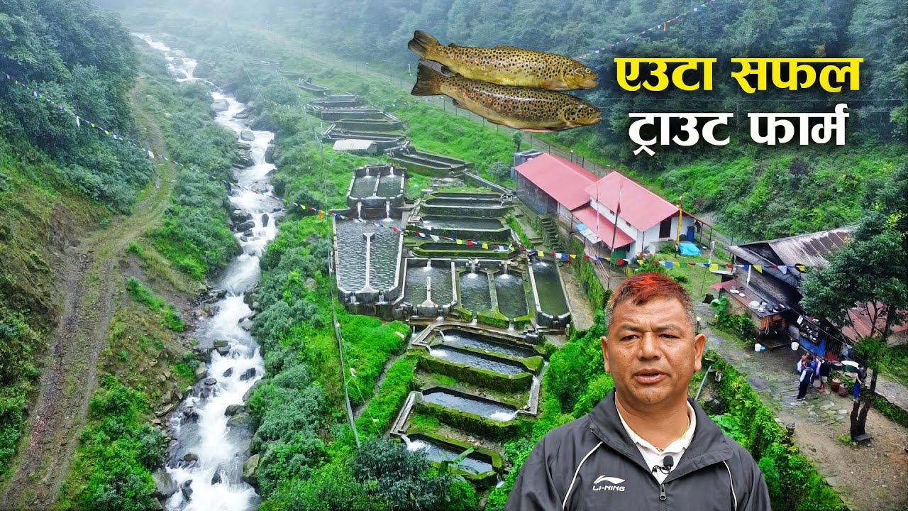 साउदी अरबबाट फर्केर ट्राउट पालेका पूर्ण ब. यसरी सफल बने - Trout fish farming in Nepal