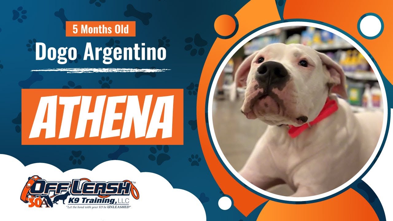 5 Month Old Dogo Argentino-Athena-Community K9-Best Dog Trainers Florida