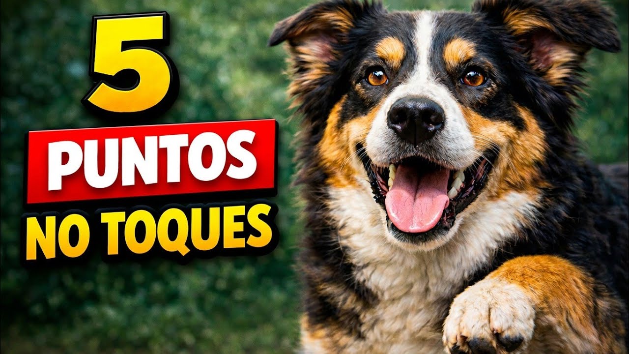 Los 5 Puntos Más Sensibles De Los Perros (y Por Qué No Debes Tocarlos)