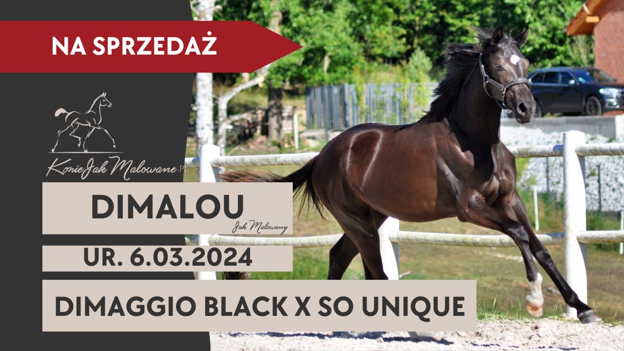 Klacz HANN Dimalou (Dimaggio Black x So Unique) - NA SPRZEDAŻ | FOR SALE !