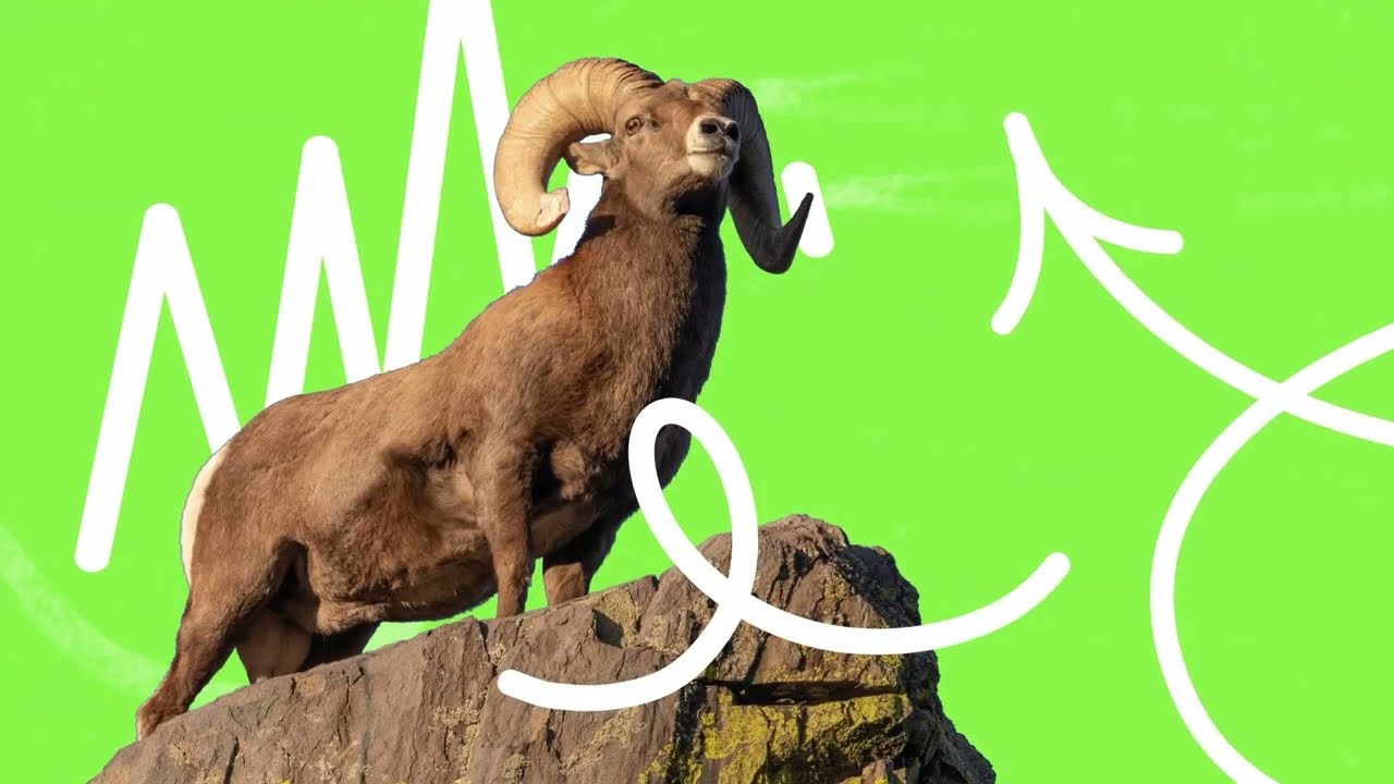 The Bright Side of Nature Photography - Bighorn Sheep-Quest