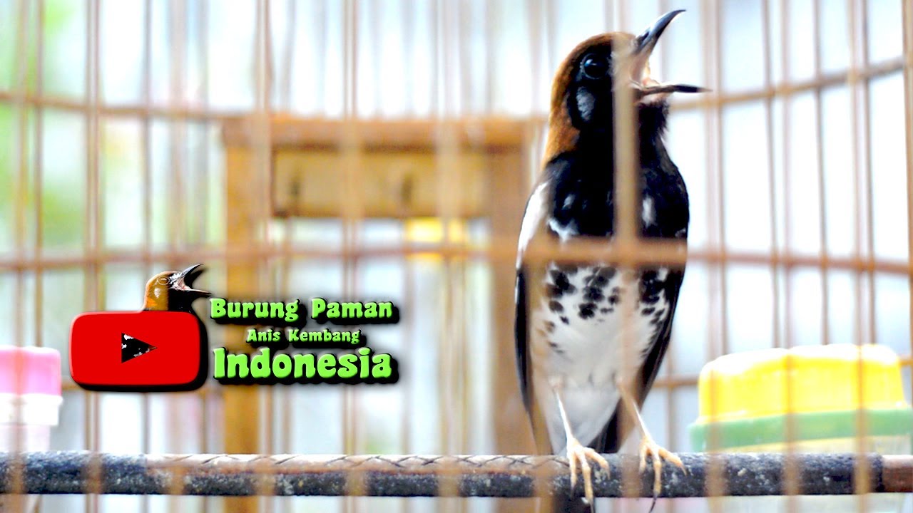 ANIS KEMBANG GACOR POL UNTUK PANCINGAN #aniskembang