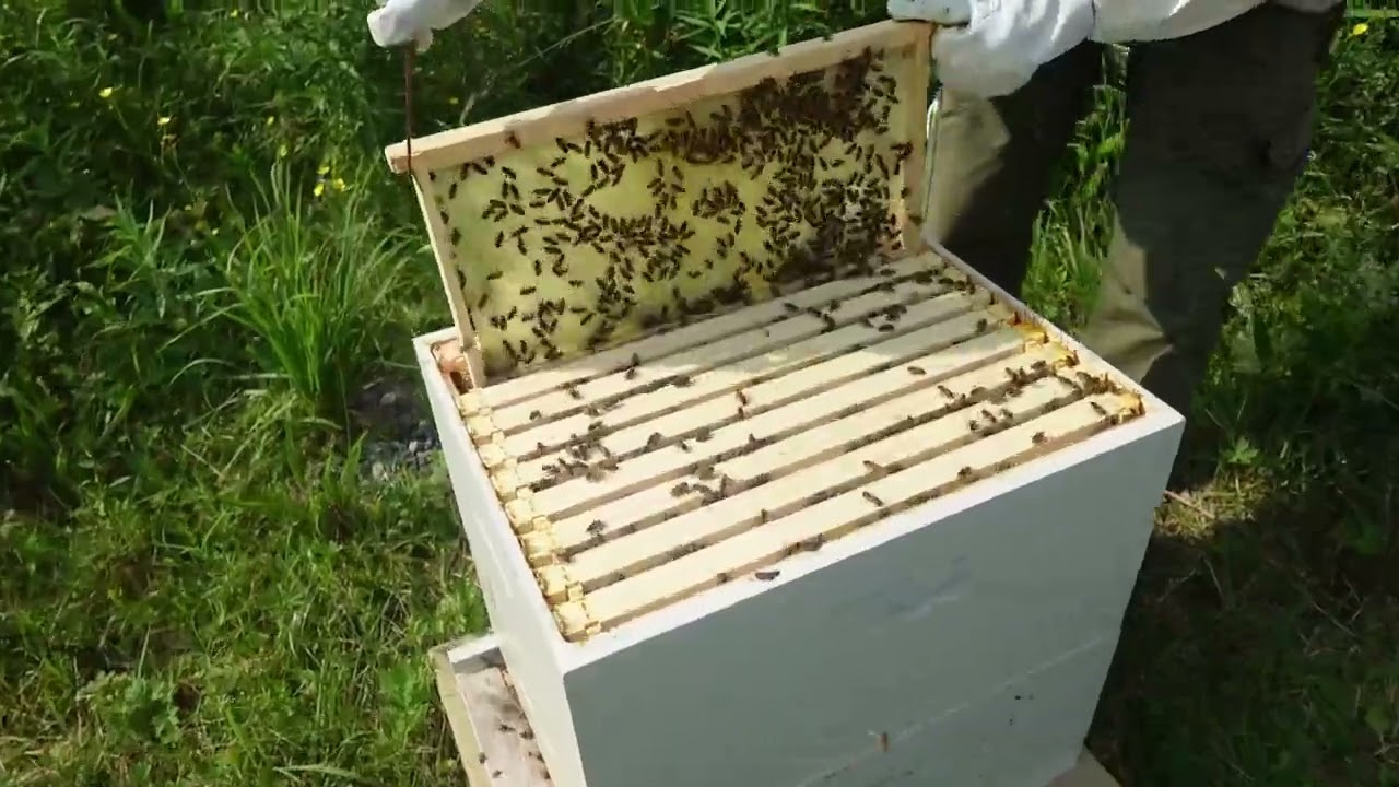 Looking for the Queen Bee with Mr. Hollywood