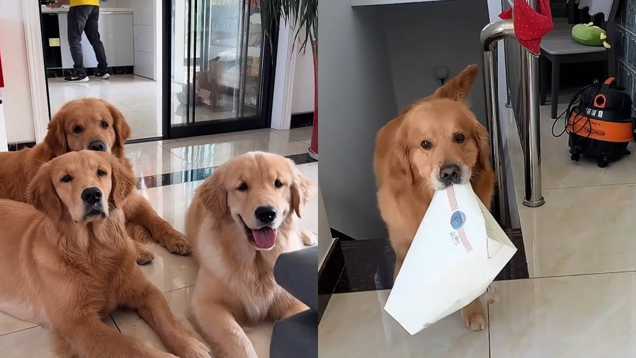 Счастливая семья ❤️#聪明旺豆豆 #goldenretriever