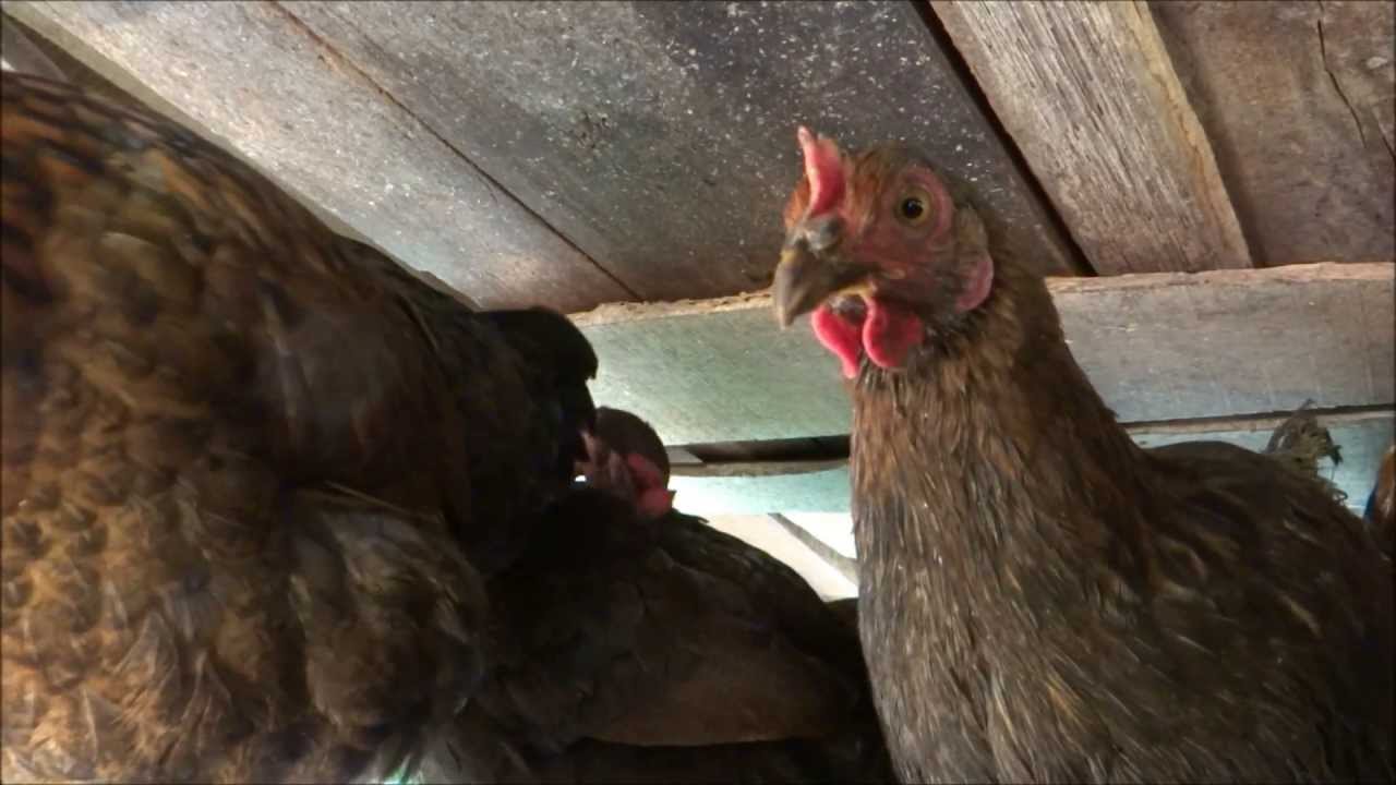 Chicken sounds